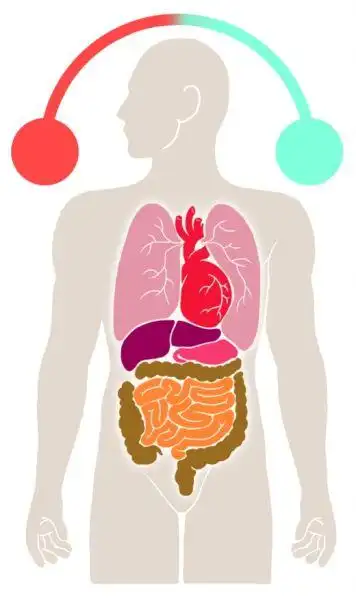 人体器官工作表靠谱吗?看看中西名医怎么解读 _新浪新闻