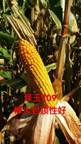 天龙华玉117最新审定干粮之王;泽玉709棒大杆矮适机收.