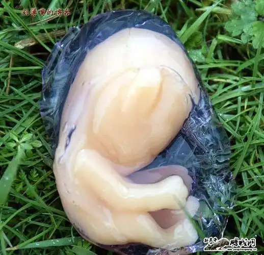 2004年2月,英国达勒姆郡的一户家庭在花园里发现了一个奇怪"胎儿"