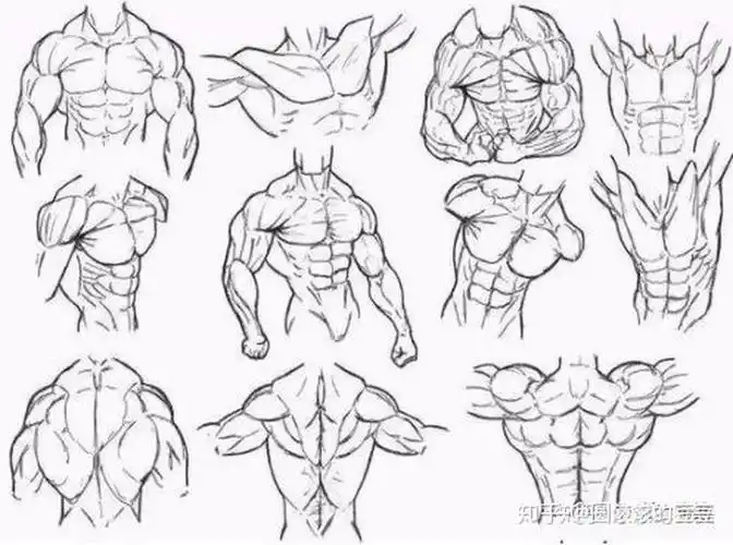 初学者如何自学人体入门