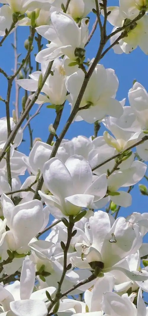 玉兰花截图壁纸