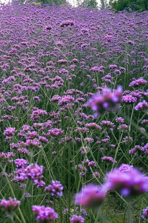 初夏街头,公园城市的"红绿蓝"