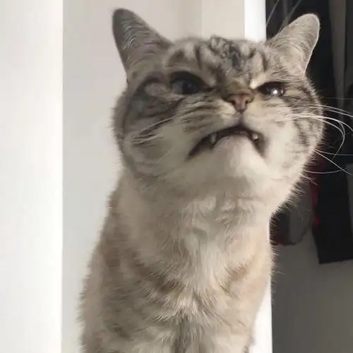 奶凶奶凶的小洛基loki loki天生长了一张很凶的脸