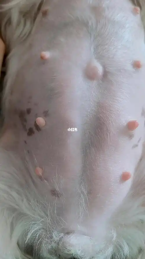 马尔济斯珍妮怀孕60天啦