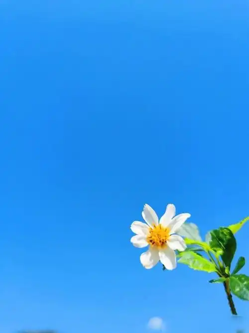 朋友圈正能量句子干净阳光唯美有内涵