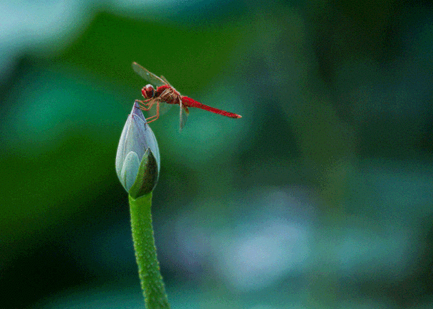 唐多令过三伏近清秋(刘过体) 文/王省南