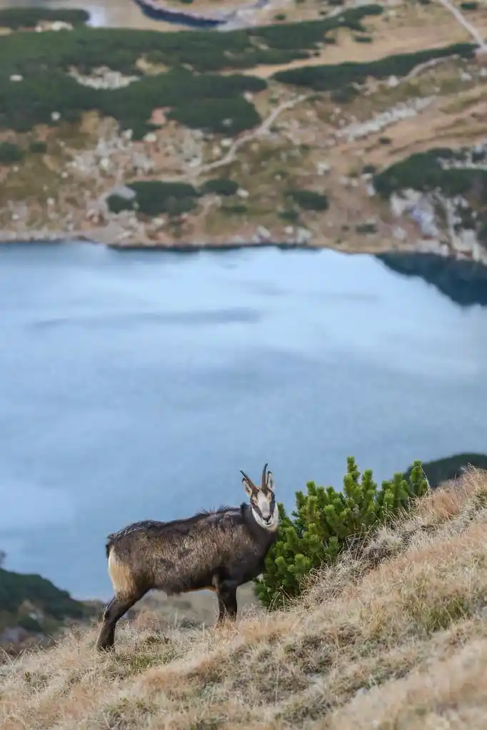 麂皮,在塔特拉山羚羊