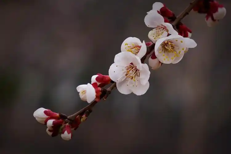 洁白的杏花图片花朵花卉鲜花果树杏花