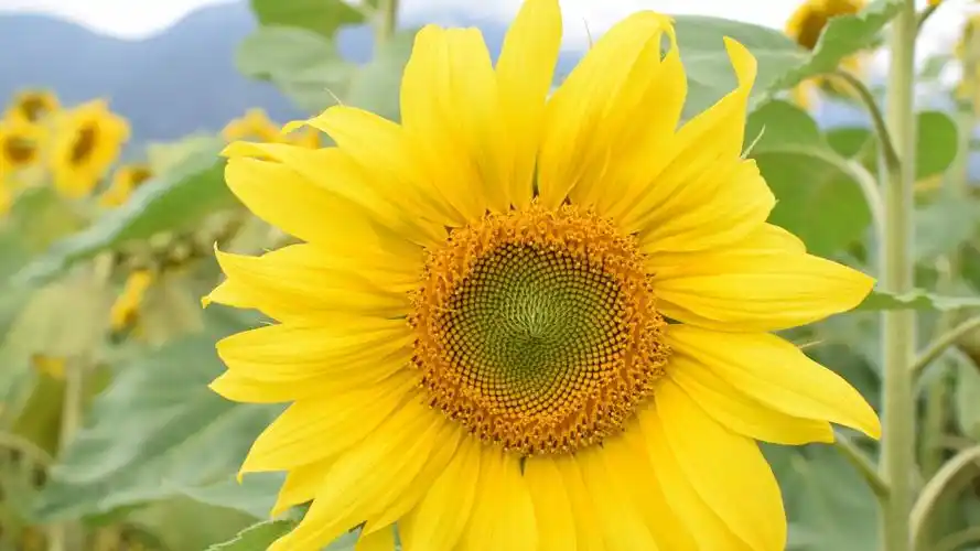 首页 图片素材 植物花卉 > 鲜花之海电脑壁纸(8) 时间: 2017-11-18