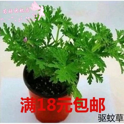 萌妹 驱蚊草盆栽柠檬味驱蚊植物驱蚊香草香叶天竺葵四季常青 驱蚊草苗