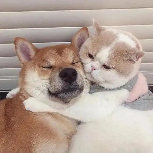 又沙雕又萌的宠物头像(一波高质量小动物头像)(3)