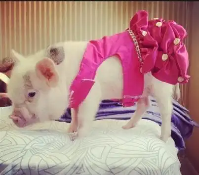 现在最流行的宠物不是猫不是狗而是猪萌化了