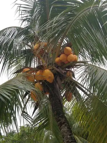 喜人的椰子,丰收的果实.