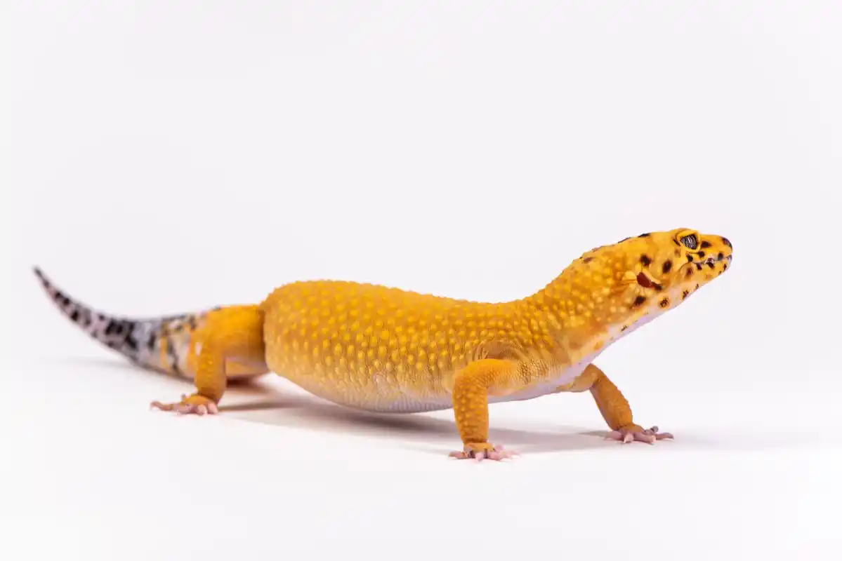 在养守宫时,需要注意它们的饮食和环境卫生,为它们提供适宜的生活条件