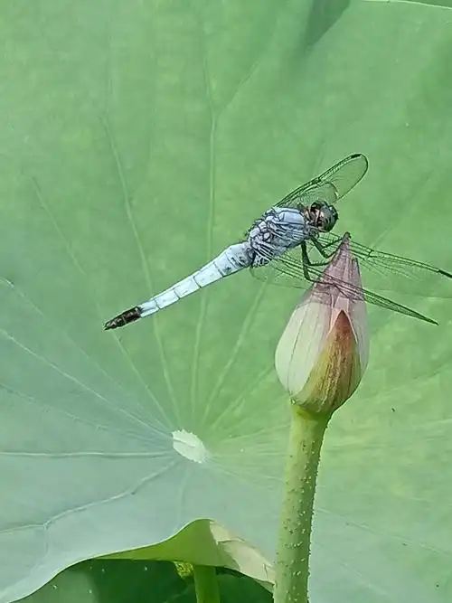 蜻蜓立在荷花上,受用香风不肯飞.