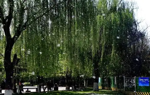 一团团,一簇簇柳絮杨花乘风而起.宛若满天飞雪,枝头杨柳飘成雪.