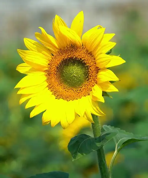 去两河口看向日葵