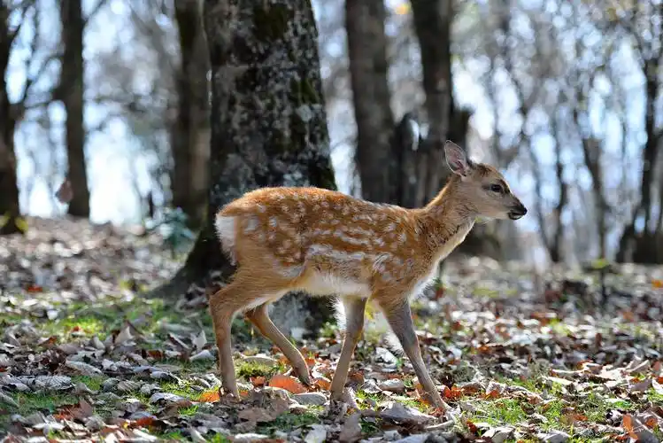 神农架野生梅花鹿16