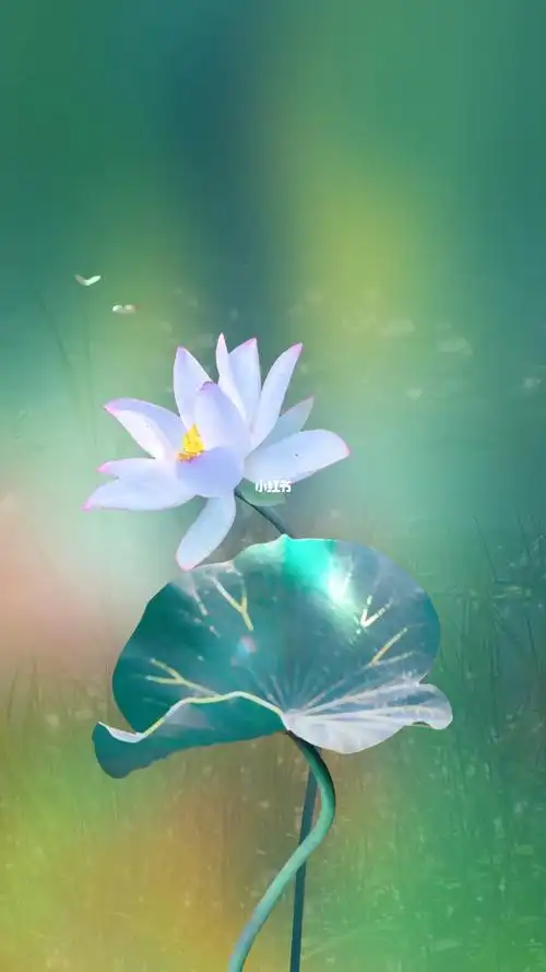 永不分离夏日荷花感恩一切的遇见好运连连