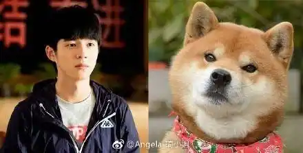 4月17日,刘昊然晒出一张自己和柴犬的对比照,十分相像,然后有粉丝在