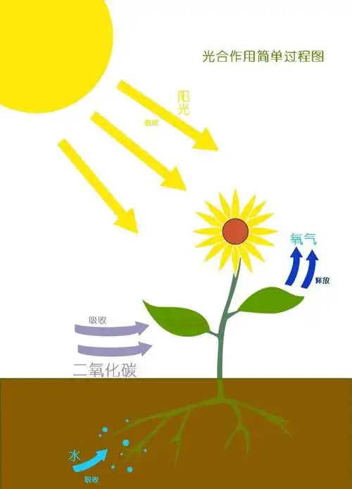 01%的小苏打水溶液,有效抑制病菌污染,刺激叶泡呼吸作用,改善光合作用