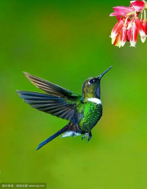 全世界最美丽的鸟:七彩文鸟,凤头鸟,蜂鸟.太漂亮了!