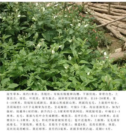 三白草根中药材 正品无硫塘边藕根 地藕 百节藕白莲藕根500克包邮