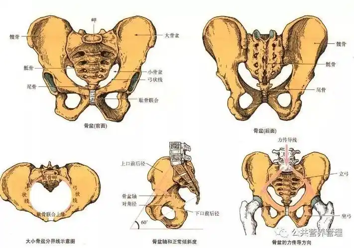 众所周知,骨盆是每个人重要的身体稳定重心.