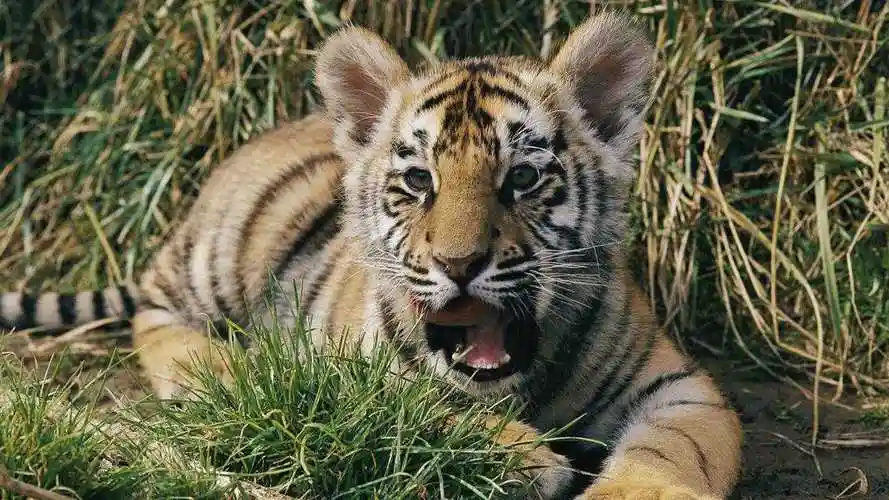 小老虎幼崽虎头虎脑的,像人类孩子一样,浑身上下都散发着可爱!