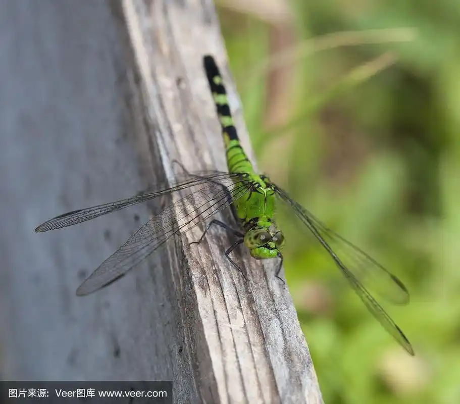绿蜻蜓