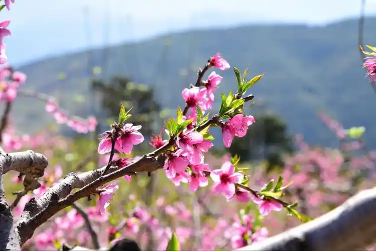 桃花树下桃花仙儿