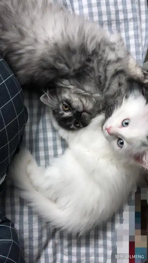 英短和土猫串串的宝宝长大了是什么样