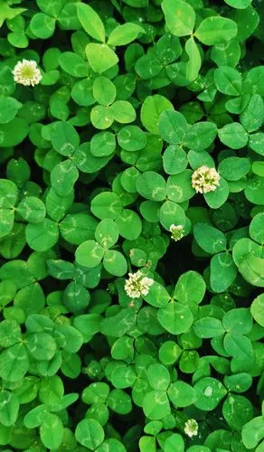 给自己一片绿色,哪怕不是草原.