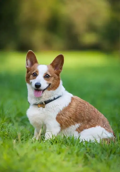 不长大的狗有哪些,盘点十大长不大又好养的狗