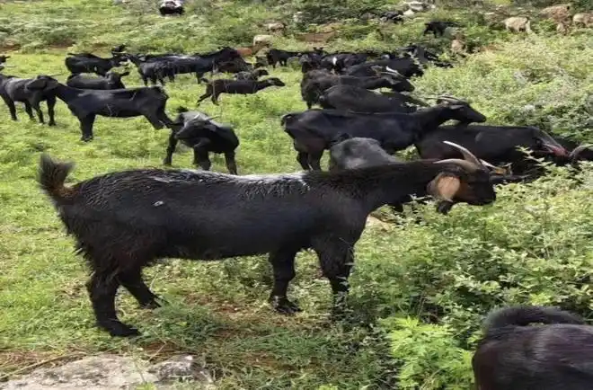 怀集石山羊好的羊就应该好吃又好养