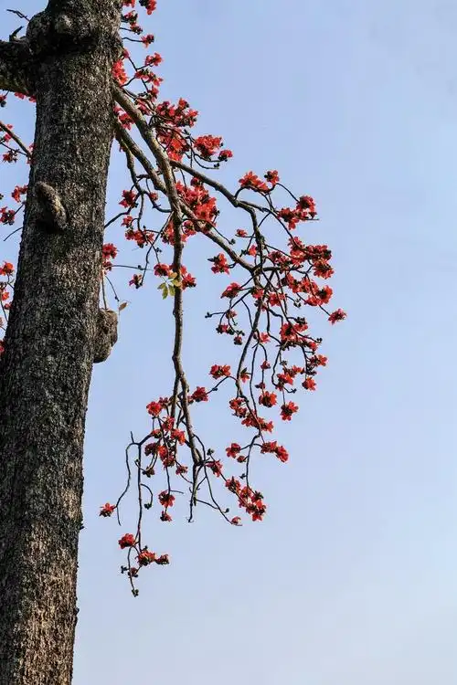 《英雄树 红棉花》
