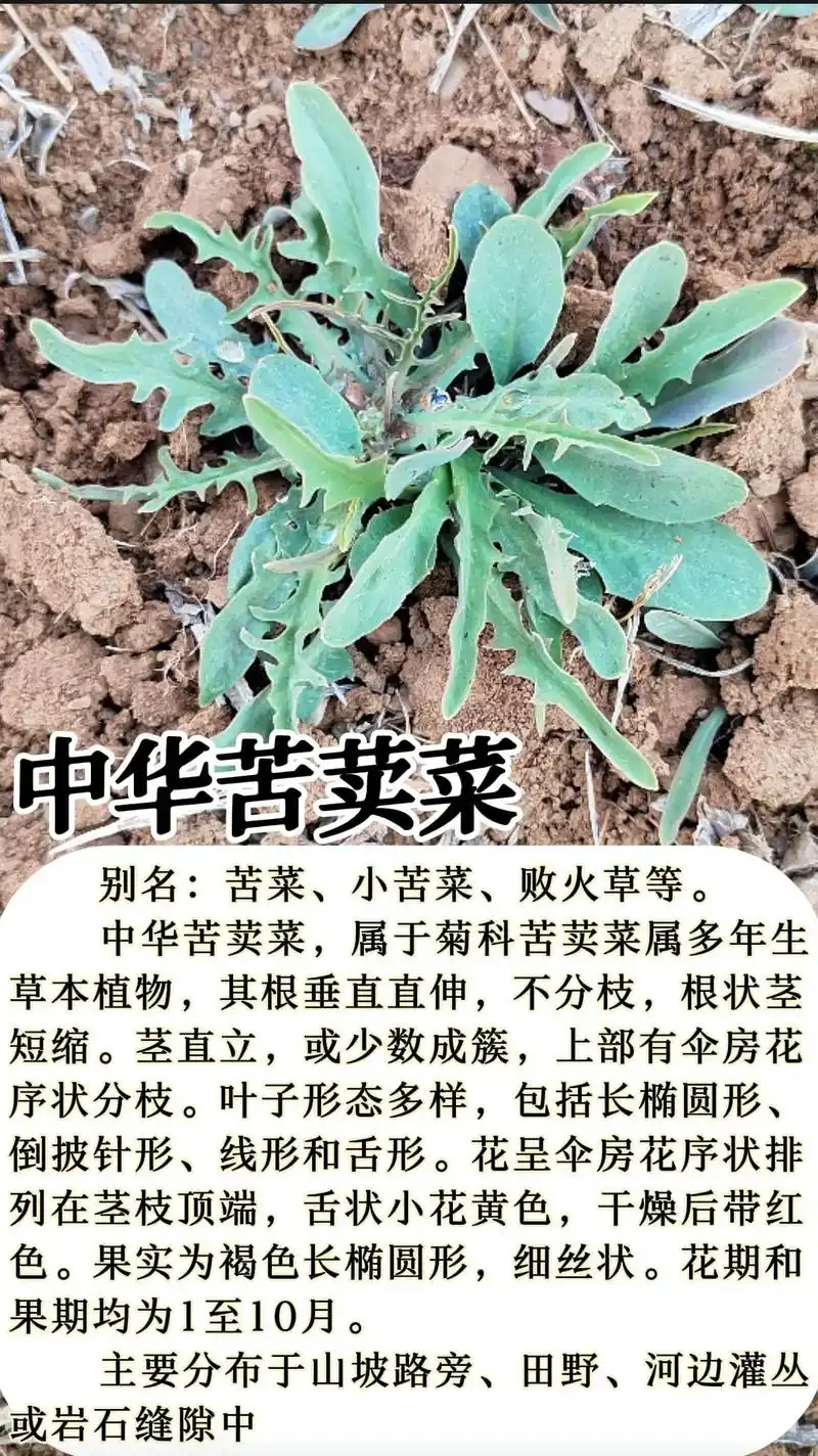 中华苦荬菜是典型的菊科野草,以其小黄花,瘦弱植株为特点