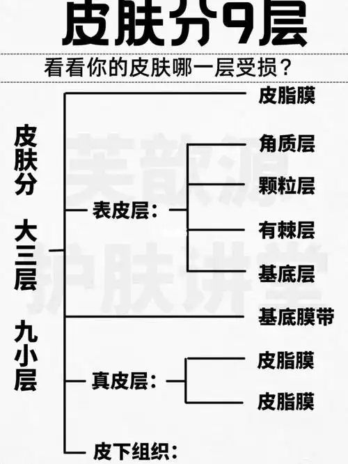 皮肤共9层看看你的皮肤哪一层受损