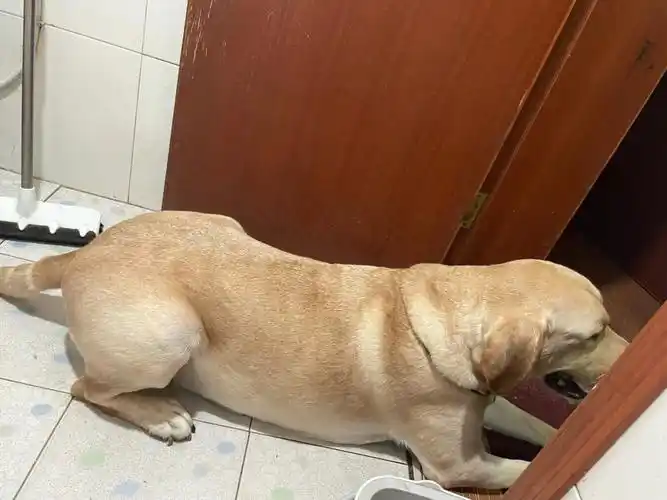 什么老公,妈妈,婆婆,让我把狗猫送走既然自己这么没用,活得像个傀儡