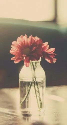 淡雅- 堆糖,美图壁纸兴趣社区