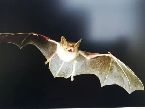 蝙蝠给我们带来的警醒