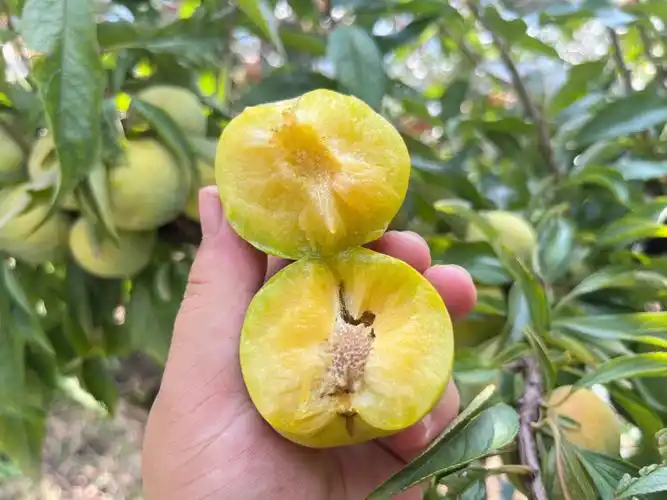 有姐妹认识这个李子吗