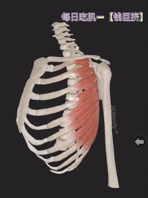 翼状肩胛的根本原因前锯肌