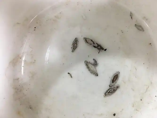 请教一下,哪位大侠认识这种虫卵