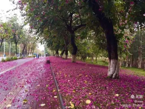 满地落花红带雨