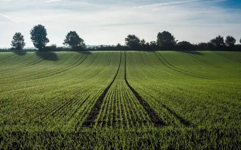 绿色护眼麦田风景高清图片桌面壁纸