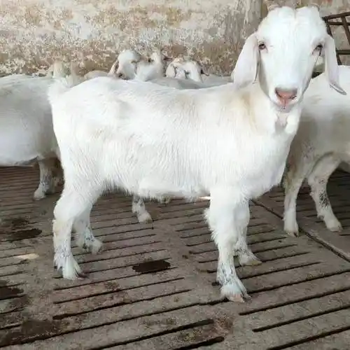 大白羊种价格 现在白山羊母羊多少钱一只 免费包运输
