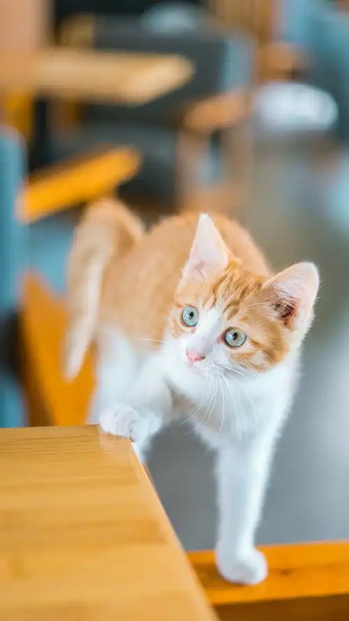 可爱小猫摄影图片高清手机壁纸