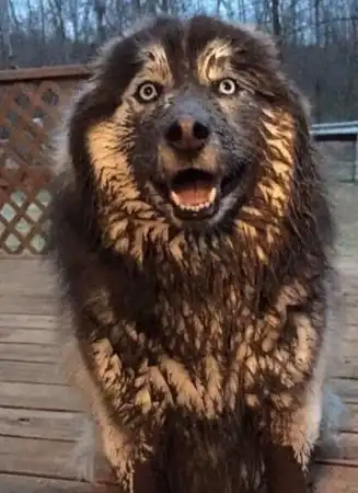 这个时候它的好基友黑狗走了过来,看着它滑稽的样子,而二哈却表现得