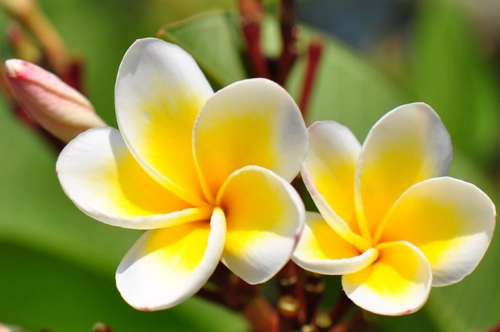 心理测试:选一朵你认为最娇艳的花,测你狗年能否脱单成功